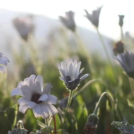 Casa de Campo Vinosobroso Casa Rural *