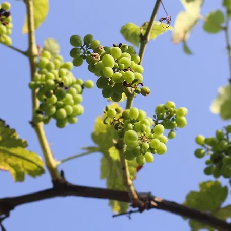 Vinosobroso Casa Rural Casa de Campo Mondariz