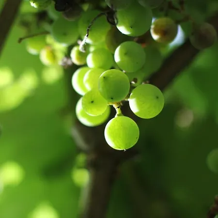 Vinosobroso Casa Rural Casa de Campo Mondariz